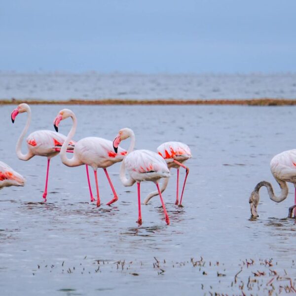 Flamingos in shallow water