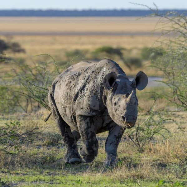 Rhino walking