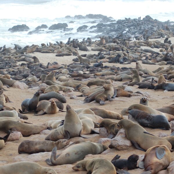 Seals on the beach