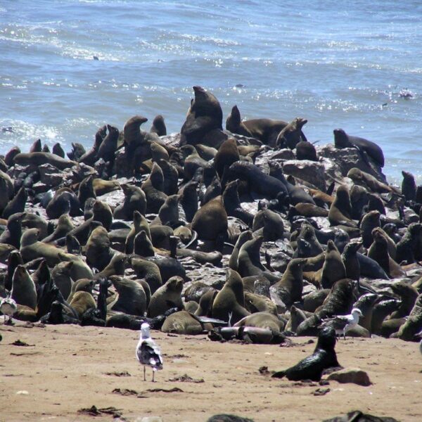 Seals on the beach